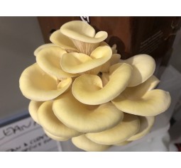 Mushroom Kit - Yellow Oyster (Pleurotus Citrinopileatus) - Best looking and very tasty - Free Shipping 